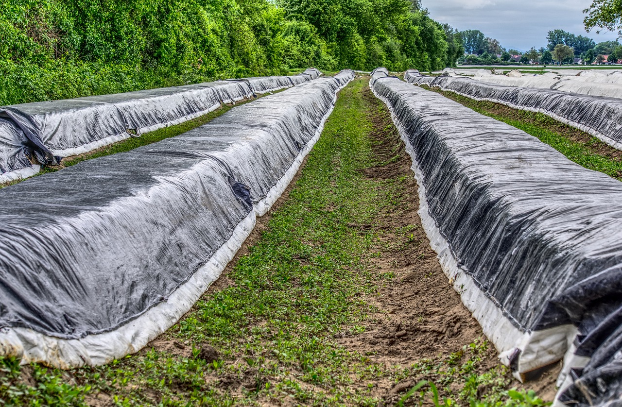 新野蔬菜最新价格概览与动态分析